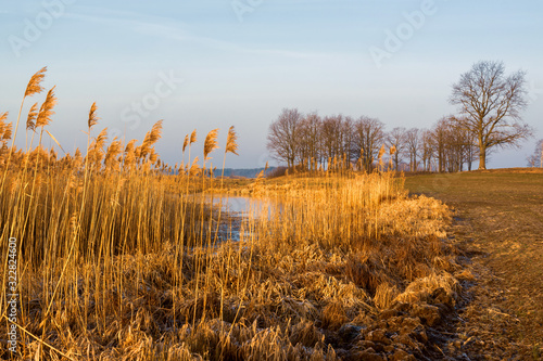 Fototapeta Naklejka Na Ścianę i Meble -  Krajobraz wiejski Podlasia, Podlaskie wierzby, Polska