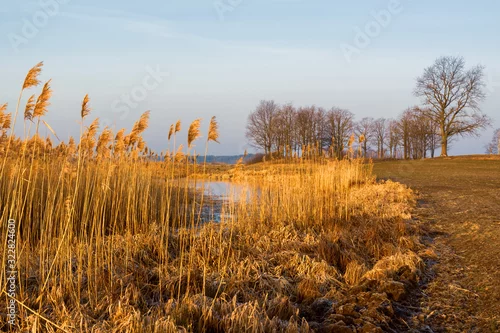 Obraz Krajobraz wiejski Podlasia, Podlaskie wierzby, Polska
