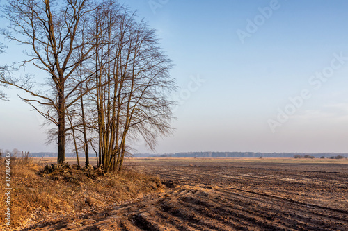 Fototapeta Naklejka Na Ścianę i Meble -  Krajobraz wiejski Podlasia, Podlaskie wierzby, Polska