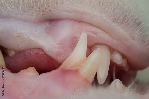 close-up photo of a cat teeth changing