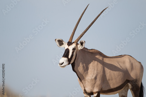 Oryx, gemsbok antelope in the wilderness of Africa