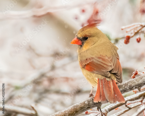 Female cardinal perched in tree with red berries in winter