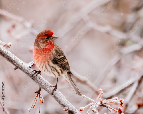 Male house finch perch in tree in winter photo