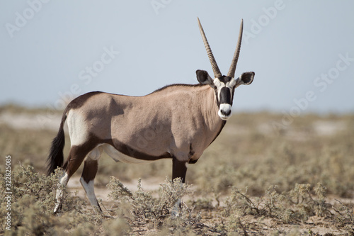 Oryx, gemsbok antelope in the wilderness of Africa