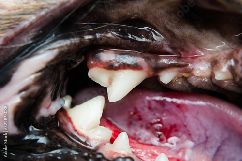 close-up photo of a dog teeth with periodontitis after scaling 