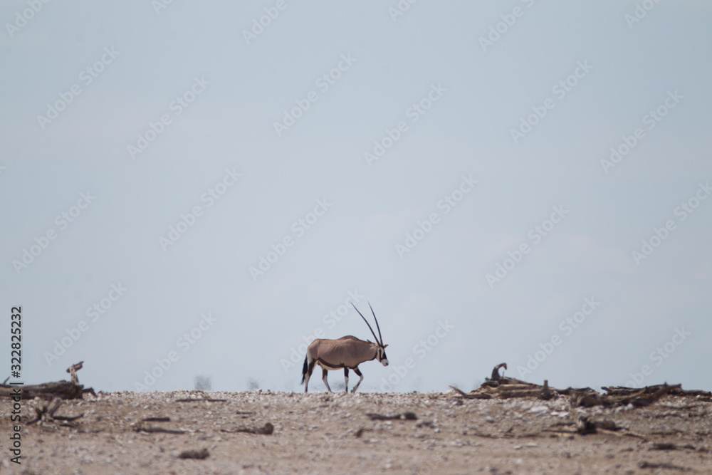 Oryx, gemsbok antelope in the wilderness of Africa Oryx, gemsbok antelope in the wilderness of Africa