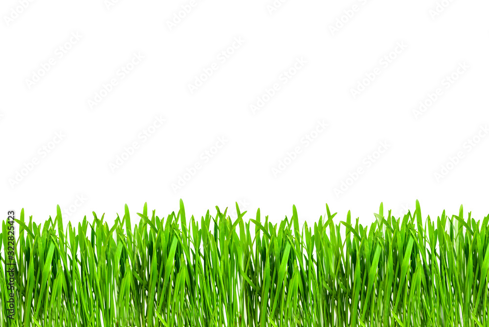 Fototapeta premium green juicy grass on a white isolated background