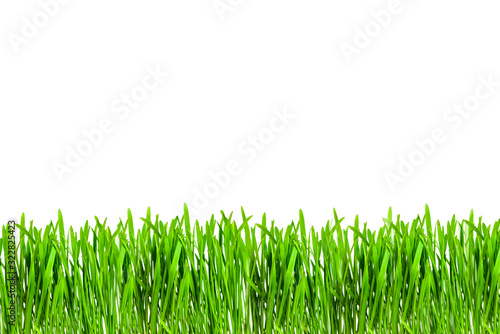 green juicy grass on a white isolated background