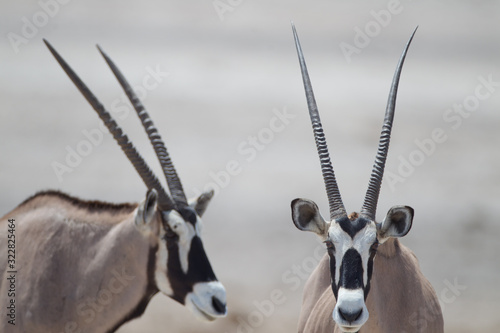 Oryx, gemsbok antelope in the wilderness of Africa