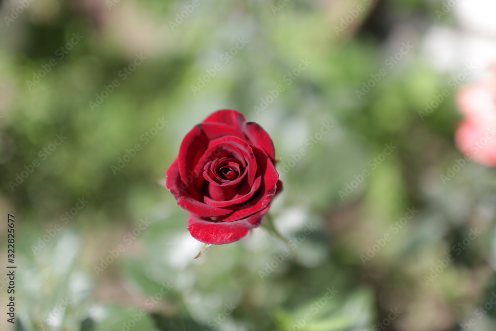 rose flowers close up on a blurred background in summer red green pink white rose flowers close up on a blurred background in summer red green pink white
