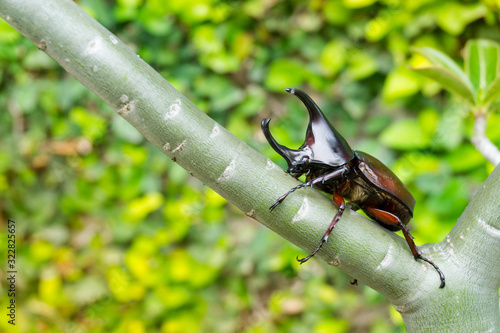 Dynastinae or rhinoceros beetles (Allomyrina dithotomus) on tree