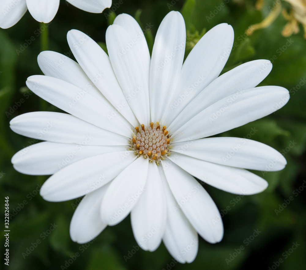 Fototapeta premium white gerbera in the garden