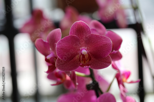 Vibrant purple blooming phaleopnopsis orchid flowers in a closeup. Photographed in a balcony with soft background. Sunny summer day, sunlight creates shadow behind the flowers. Color image. photo