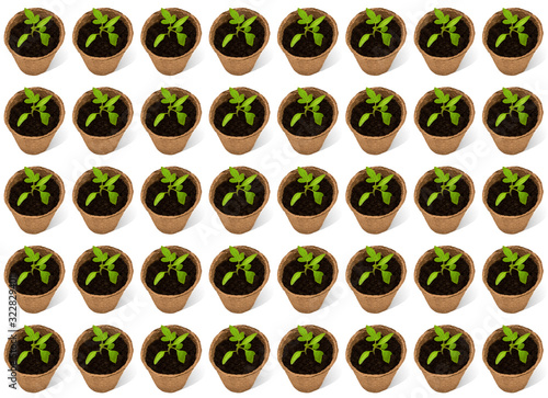 Young tomato plants in a peat pot pattern on a white background