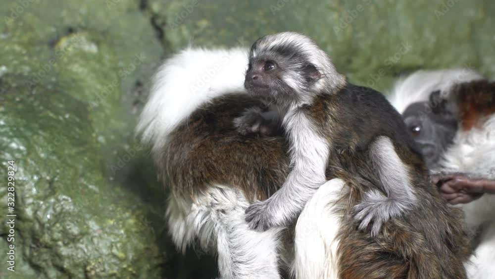 Funny Cotton top tamarin ,close up Funny Cotton top tamarin ,close up