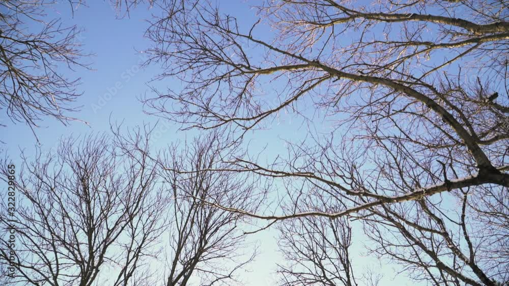 Beautiful snowy forest on a bright Sunny winter day. The ice on the branches of trees. Slow motion. Steadicam shot. Bottom view Beautiful snowy forest on a bright Sunny winter day. The ice on the branches of trees. Slow motion. Steadicam shot. Bottom view