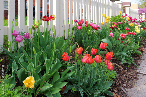 Spring time nature background with flowers. Scenic view with bright colors blooming tulips along white wooden fence of private house at small rural city. Midwest USA, Wisconsin.