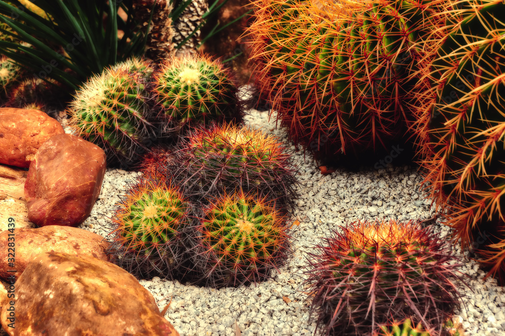 Cacti in the garden Cacti in the garden