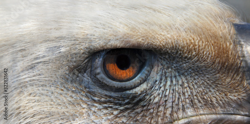 Eye of a Griffon Vulture