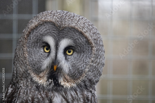 owl face photo