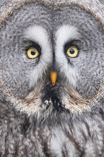 grey owl © scott