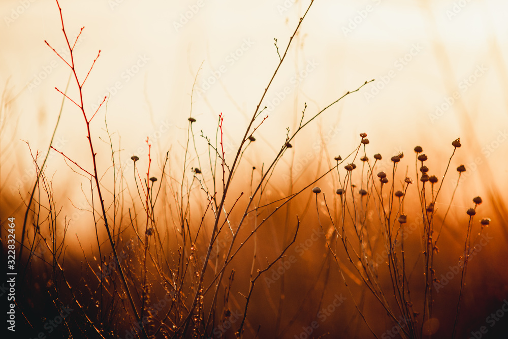 dry grass at sunset yellow background dry grass at sunset yellow background