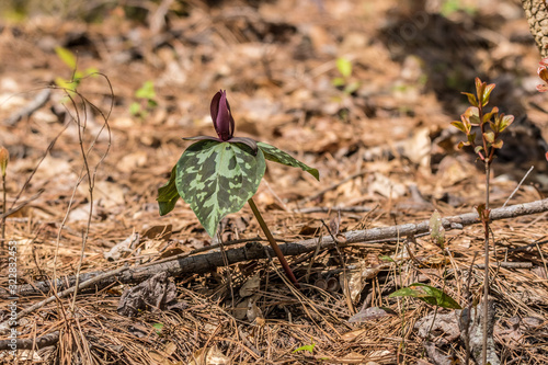 Wild Trillium or toadshade plant photo