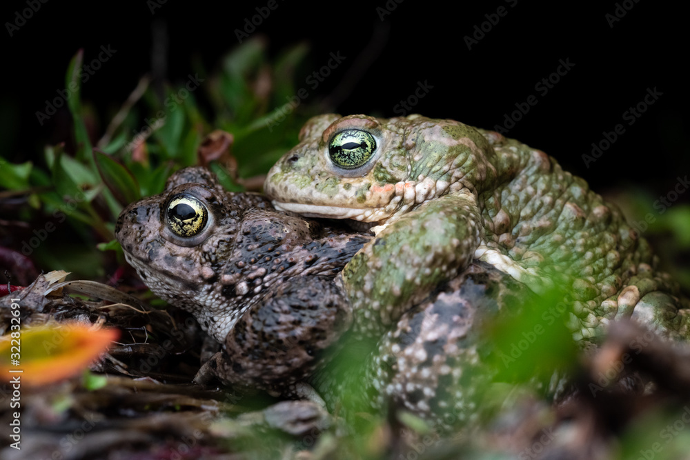 two Natterjack toad (Epidalea calamita) in amplexus reproduction. two Natterjack toad (Epidalea calamita) in amplexus reproduction.