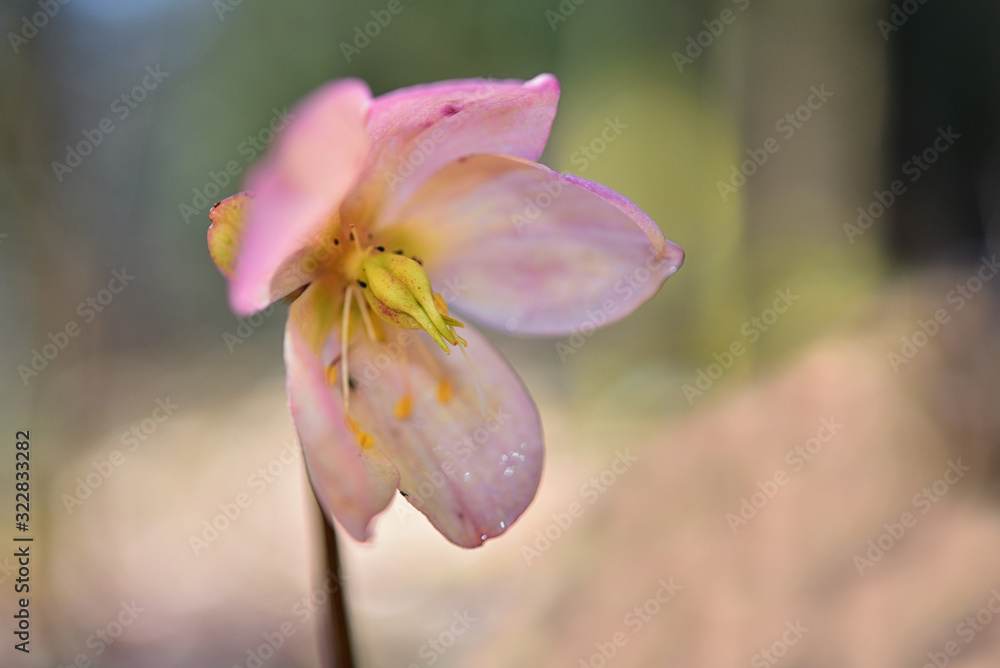 Fototapeta premium Schneerose