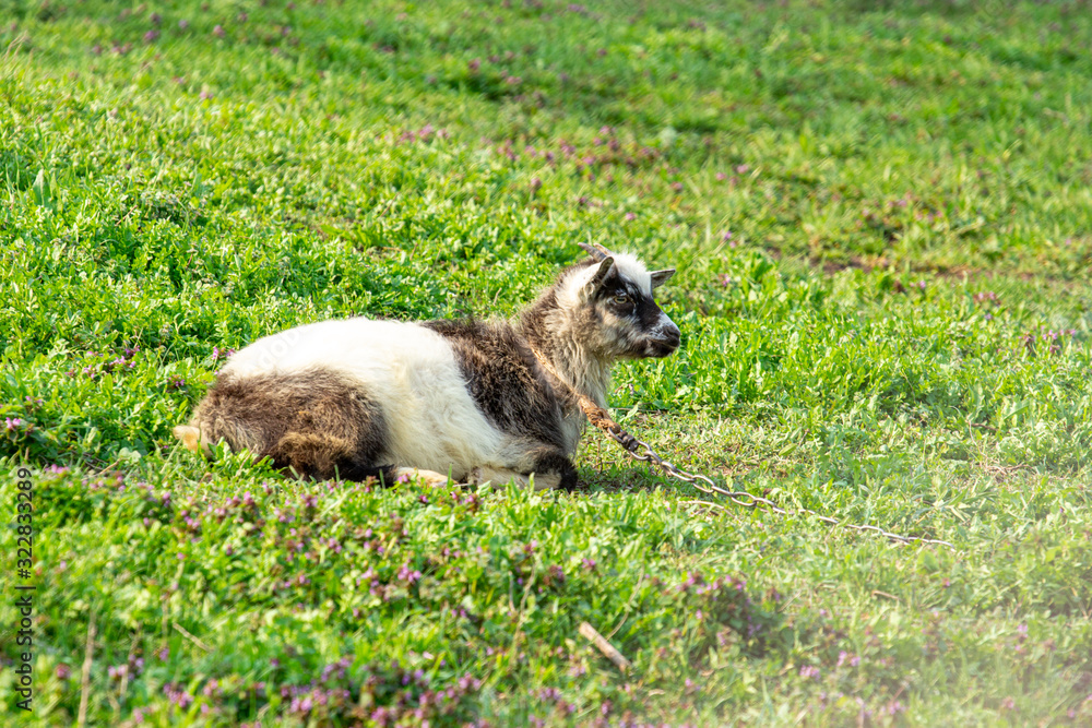 Goat lying on green grass