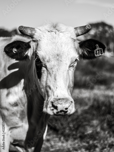 White cow in B/W