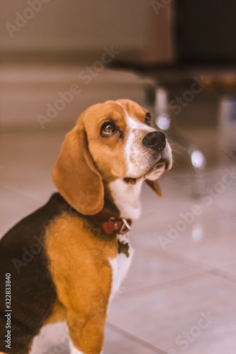 Beagle dog looking up
