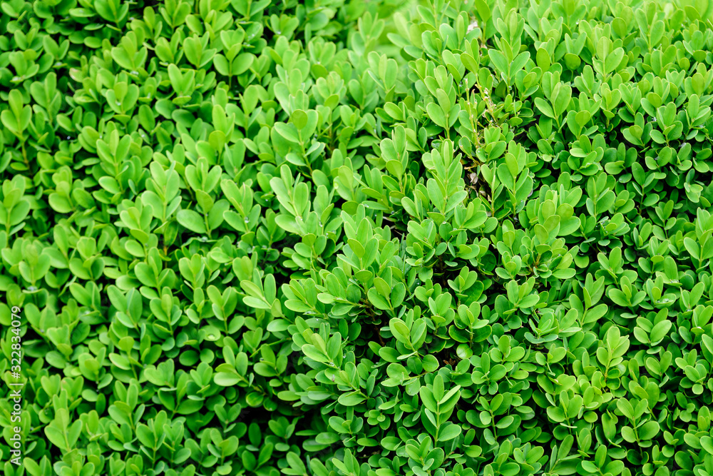 Textured natural background of many green leaves in shrubs that grow in a hedge or hedgerow in sunny spring garden