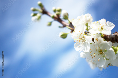 Background Branch with White Blossoms and a Blue Sky
