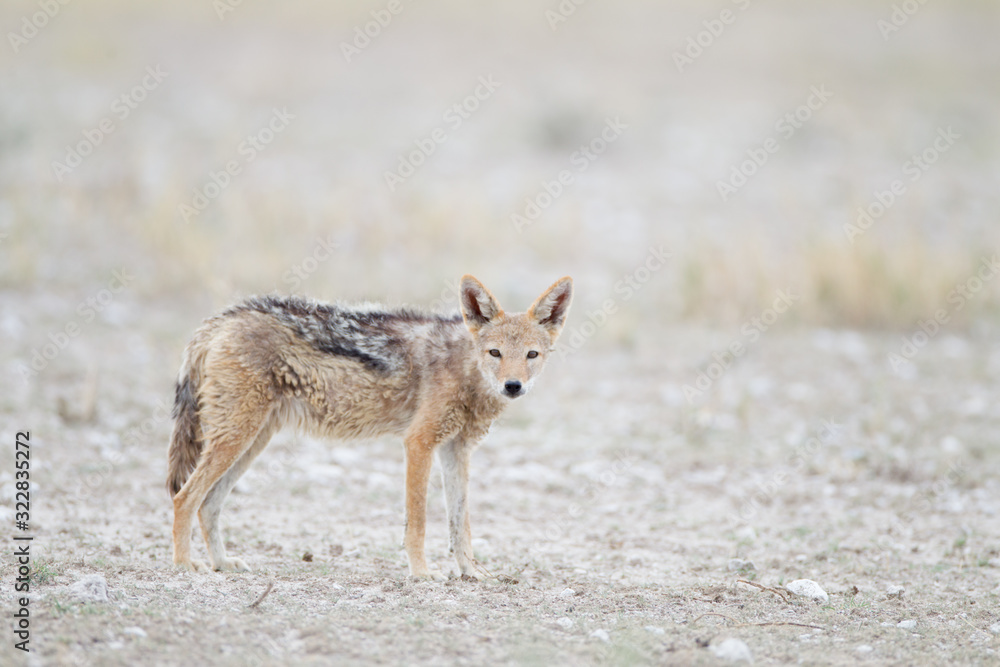 Jackal, black backed jackal in the wilderness of Africa Jackal, black backed jackal in the wilderness of Africa