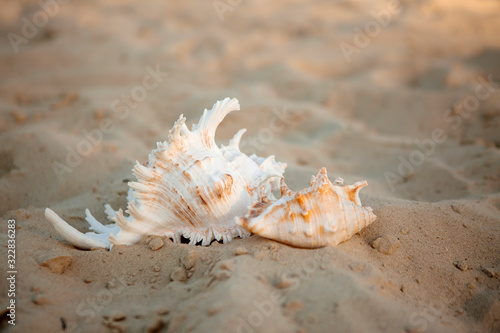 two large seashells, sunscreen in an orange tube and a straw hat lie on a white sandy beach