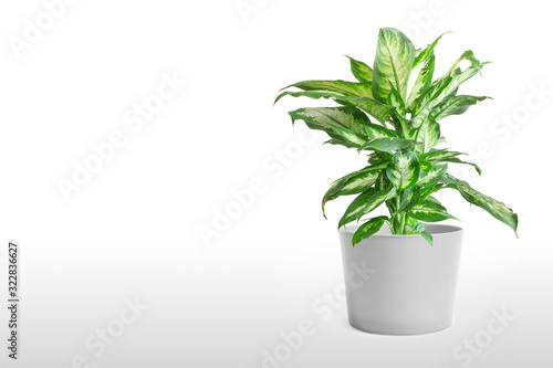 Dieffenbachia or dumbcane isolated on white background in flower pot.