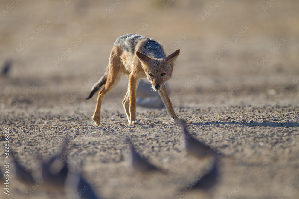Jackal, black backed jackal in the wilderness of Africa Jackal, black backed jackal in the wilderness of Africa