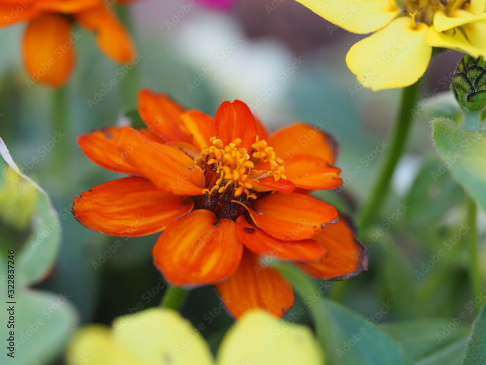 Multicolored Zinnia Closeup Multicolored Zinnia Closeup