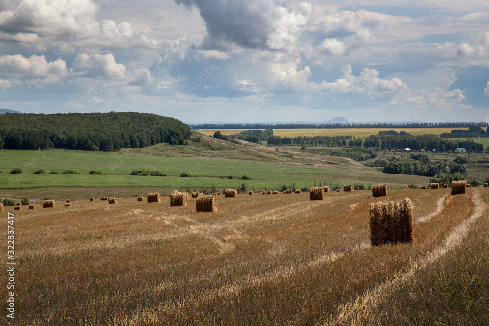 Fototapeta premium Round bales of straw in the field after harvesting, harvested for fattening pets.