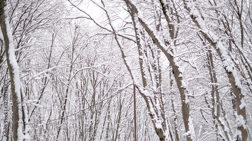 Winter covered trees with white snow © Ceyhun