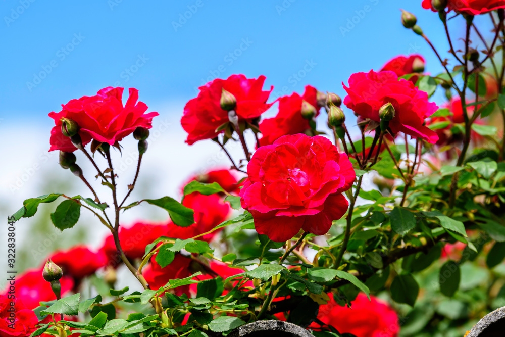Obraz premium Bouquet of fresh delicate vivid red roses and blurred green leaves in a garden towards clear blue sky in a sunny summer day, beautiful outdoor floral background photographed with soft focus