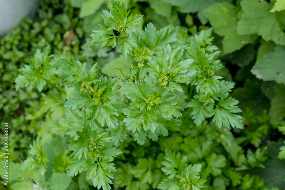 Fresh green organic celery leaves in a traditional vegetables garden in a summer day, beautiful outdoor green background photographed with soft focus Fresh green organic celery leaves in a traditional vegetables garden in a summer day, beautiful outdoor green background photographed with soft focus