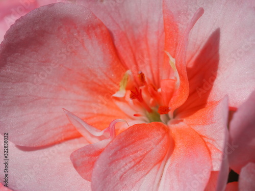 Macro of Light Pink Geranium Bloom