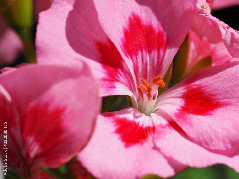 Macro of Two Toned Pink Geranium Flowers