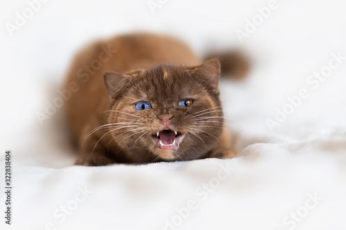 Miau Tiger Katze fauchen Odd eyed Split auf sofa