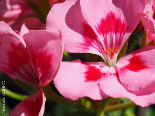 Macro of Two Toned Pink Geranium Flowers