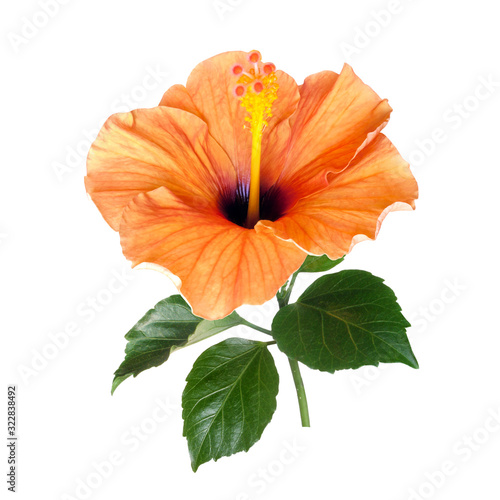 bright orange hibiscus flower isolated