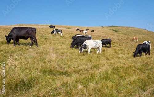Cows grazing on a pasture © Marcin Rogozinski