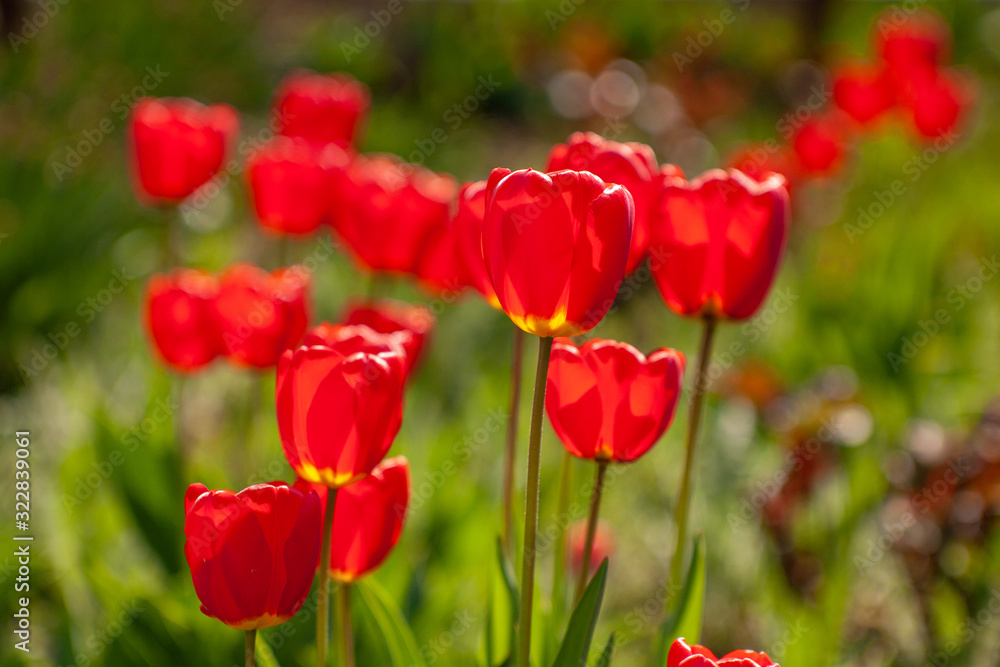 Very beautiful red tulips that grow in my garden. Very beautiful red tulips that grow in my garden.
